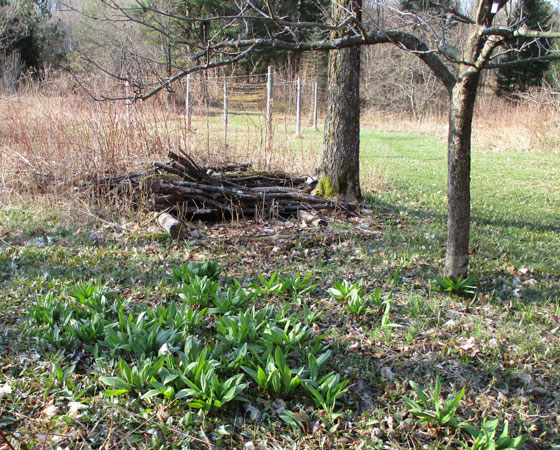 wild leeks under apple tree
