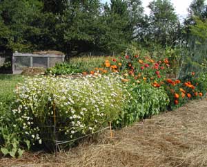Chamomile and Calendula