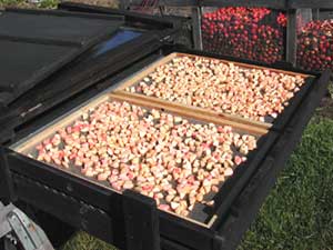 apples drying in solar food dryer