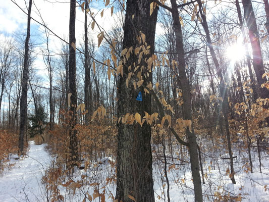 Indian Lake Pathway February