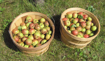 Stacey pears in baskets
